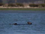 Elkhorn Slough 009